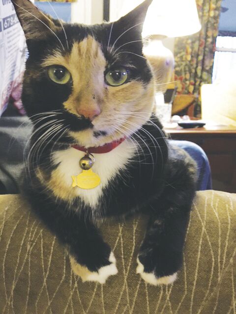Puddin' the cat